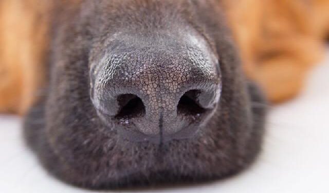 Mulher é denunciada por maus-tratos contra animais em Massaranduba