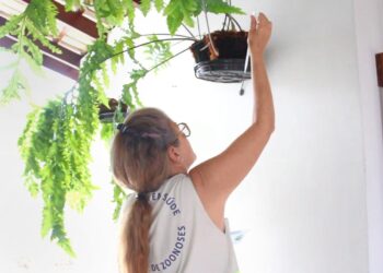 Focos do mosquito da dengue em Jaraguá do Sul já somam 385