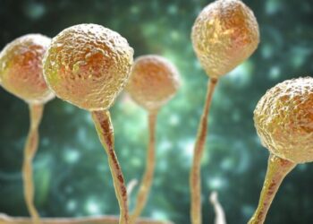 Caso suspeito de “fungo negro” é investigado em Joinville