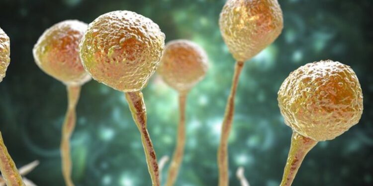 Caso suspeito de “fungo negro” é investigado em Joinville