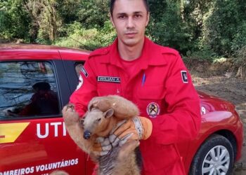 Tamanduá-mirim é resgatado após entrar em residência em Guaramirim
