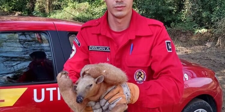 Tamanduá-mirim é resgatado após entrar em residência em Guaramirim