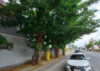 Corte de árvores na Presidente Epitácio Pessoa, Jaraguá do Sul, será neste fim de semana