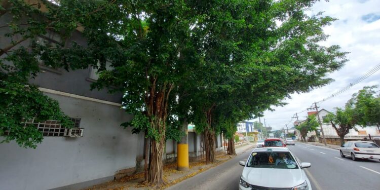 Corte de árvores na Presidente Epitácio Pessoa, Jaraguá do Sul, será neste fim de semana