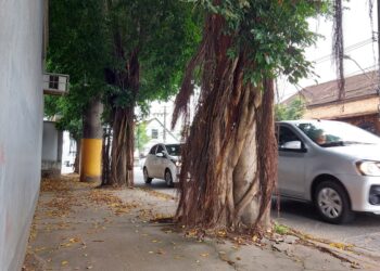 Árvores com risco de queda na Epitácio serão cortadas dia 27