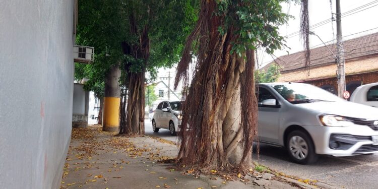 Árvores com risco de queda na Epitácio serão cortadas dia 27