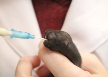 Filhote de furão é resgatado por gato no Czerniewicz