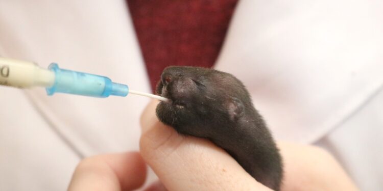 Filhote de furão é resgatado por gato no Czerniewicz