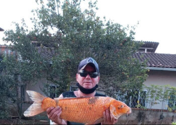 Homem captura peixe de dez quilos no rio Itapocu, em Jaraguá do Sul