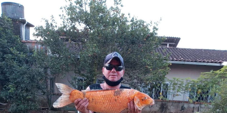 Homem captura peixe de dez quilos no rio Itapocu, em Jaraguá do Sul