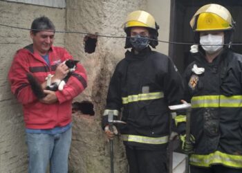 Gato que ficou preso em chaminé de churrasqueira é resgatado em Guaramirim