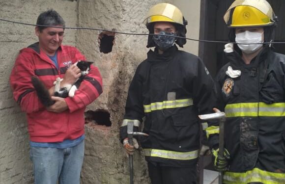 Gato que ficou preso em chaminé de churrasqueira é resgatado em Guaramirim