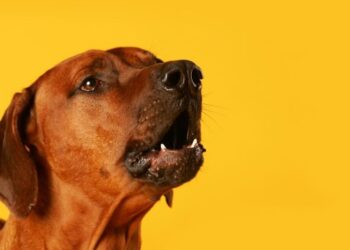 Mulher aciona a PM por causa de latidos do cão da vizinha em Jaraguá do Sul