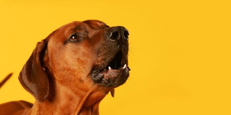 Mulher aciona a PM por causa de latidos do cão da vizinha em Jaraguá do Sul