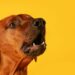 Mulher aciona a PM por causa de latidos do cão da vizinha em Jaraguá do Sul