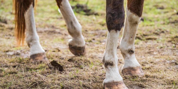 Criança de dois anos fica ferida após cair de cavalo em Jaraguá do Sul