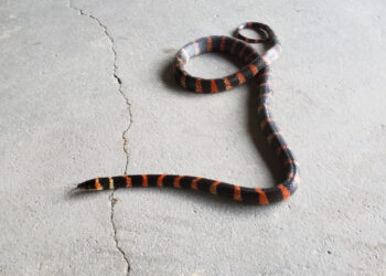 Cobra falsa-coral é encontrada dentro de carro em Jaraguá do Sul