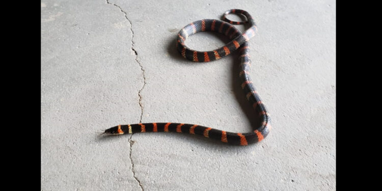 Cobra falsa-coral é encontrada dentro de carro em Jaraguá do Sul