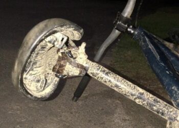 Cobras são resgatadas em lugares inusitados em Jaraguá do Sul