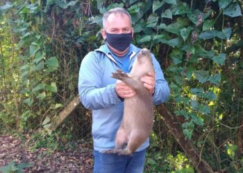 Filhote de capivara é resgatado no Samae de Jaraguá do Sul