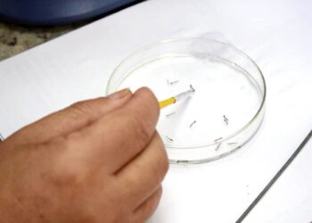 Já são 436 focos do mosquito da dengue encontrados em Jaraguá