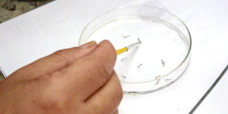 Já são 436 focos do mosquito da dengue encontrados em Jaraguá