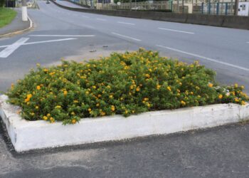 Inscrições para o Adote o Verde de Jaraguá do Sul terminam dia 1º de agosto