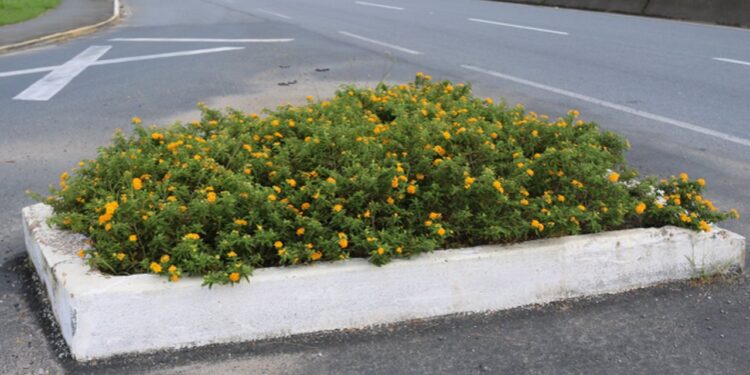 Inscrições para o Adote o Verde de Jaraguá do Sul terminam dia 1º de agosto