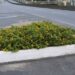 Inscrições para o Adote o Verde de Jaraguá do Sul terminam dia 1º de agosto