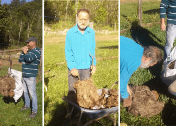 Agricultor de Guaramirim colhe cará que pesou cerca de 36 quilos
