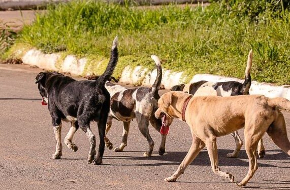 Vereadores de Jaraguá do Sul aprovam recursos para castração de animais domésticos