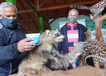 Fujama amplia acervo de animais taxidermizados em Jaraguá do Sul