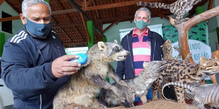 Fujama amplia acervo de animais taxidermizados em Jaraguá do Sul