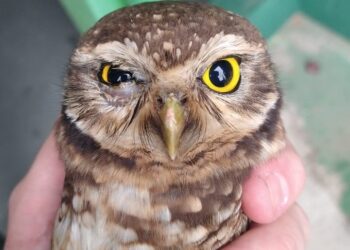Coruja-buraqueira é resgatada após sobreviver ao ataque de gato em Jaraguá do Sul