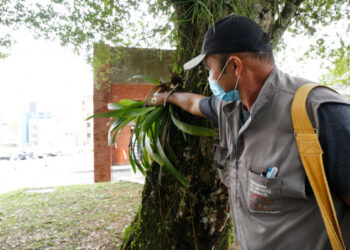 Joinville confirma quarta morte por dengue
