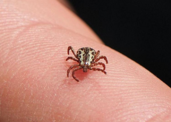 Caso de febre maculosa é registrado em Schroeder