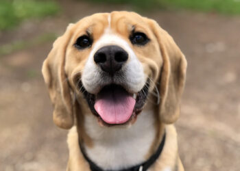 Campanha de Castração em Guaramirim: mutirão ocorre no dia 29 de julho