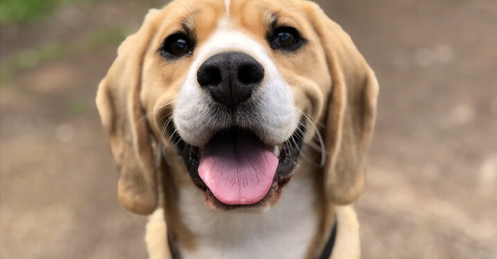 Campanha de Castração em Guaramirim: mutirão ocorre no dia 29 de julho
