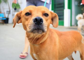 Feira de adoção de cães e gatos acontece neste sábado (10) em Jaraguá do Sul