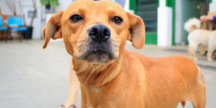 Feira de adoção de cães e gatos acontece neste sábado (10) em Jaraguá do Sul
