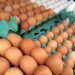 Ovo, frango e porco podem ter reajuste de até 50%