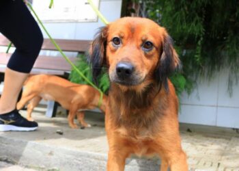 Mais de 180 animais são cadastrados em programa de castração em Jaraguá do Sul