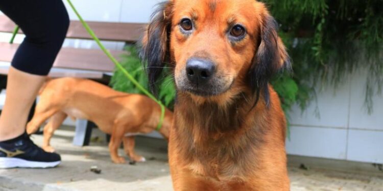 Mais de 180 animais são cadastrados em programa de castração em Jaraguá do Sul