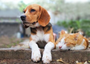 São João do Itaperiú inicia programa de castração e chipagem para cães e gatos