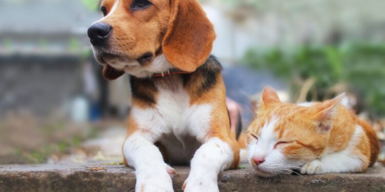 São João do Itaperiú inicia programa de castração e chipagem para cães e gatos