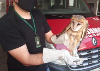 Corujas-da-Igreja são resgatadas em Jaraguá do Sul com auxílio dos bombeiros voluntários