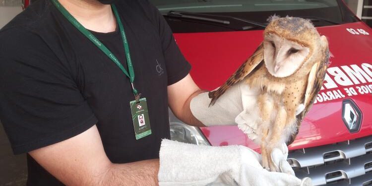 Corujas-da-Igreja são resgatadas em Jaraguá do Sul com auxílio dos bombeiros voluntários