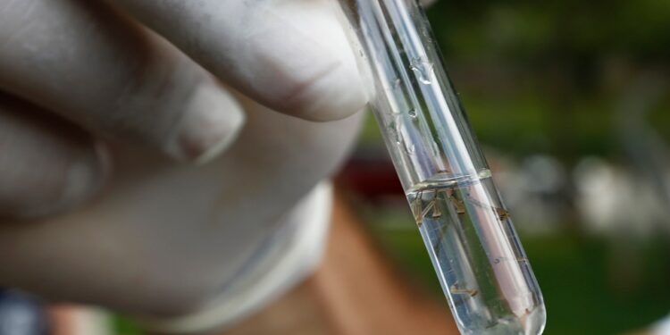 Secretaria da Saúde confirma quinta morte por dengue em Joinville