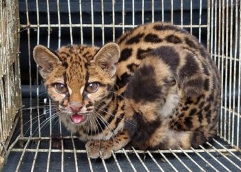 Fujama faz soltura de gato-maracajá resgatado em Schroeder