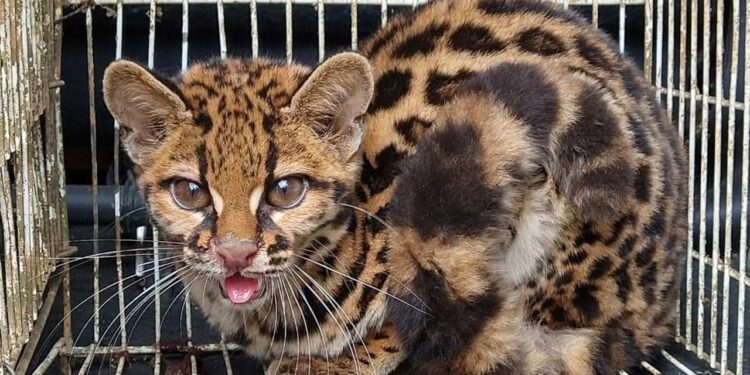 Fujama faz soltura de gato-maracajá resgatado em Schroeder